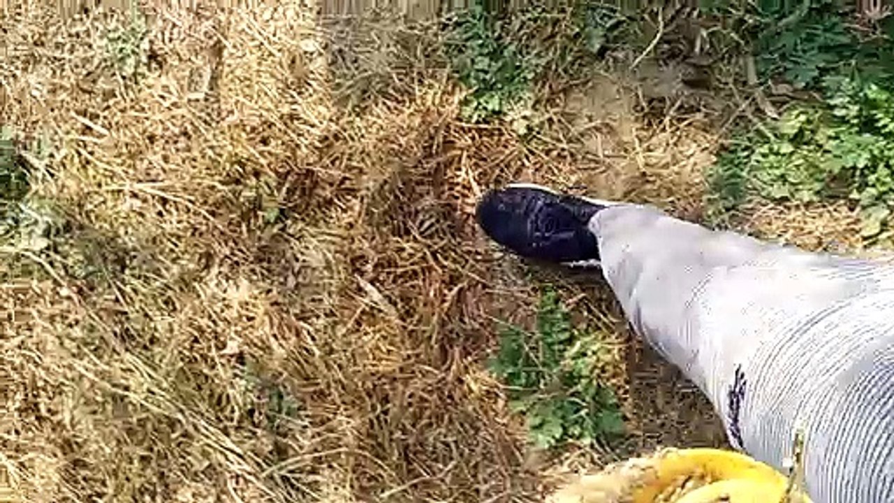 TURTLE LIFE SAVING