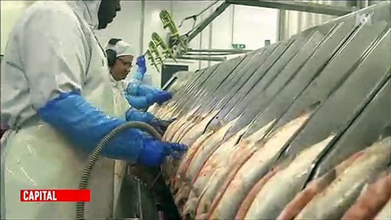 Regardez les images choquantes d'un abattoir de truites hier soir dans "Capital" sur M6 - Vidéo