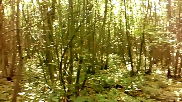 Deep in Stansted Woods Rowlands castle
