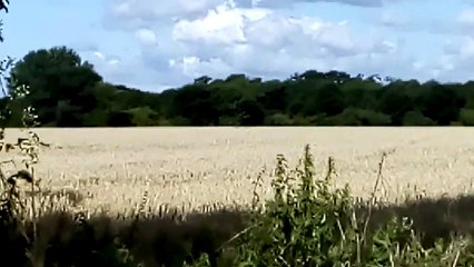 Deer running and playing in a field at Whitehouse farm Chichester