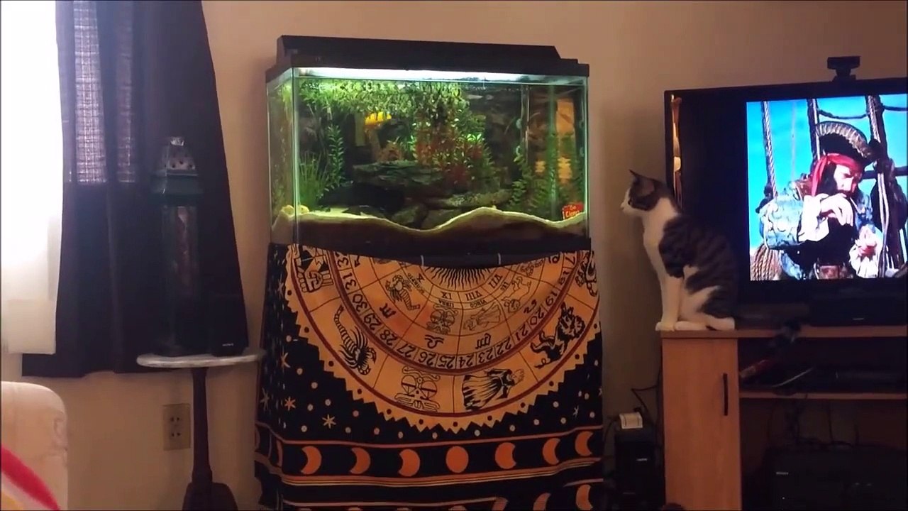 Ce chat n'a pas le compas dans l'oeil. Jolie gamelle