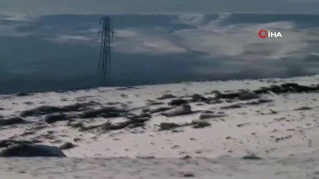 - Yiyecek arayan domuz sürüsü cep telefonuyla görüntülendi