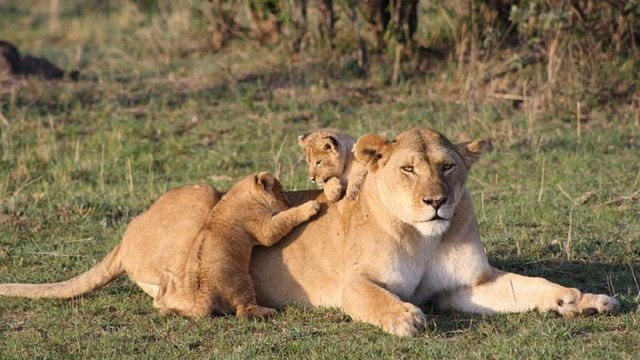 Kenya : des Jeux Olympiques Massaï pour sauver les lions