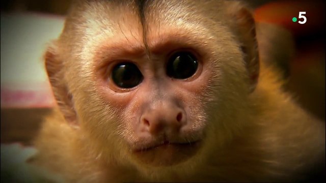 Guyane, la France du bout du monde - Échappées belles