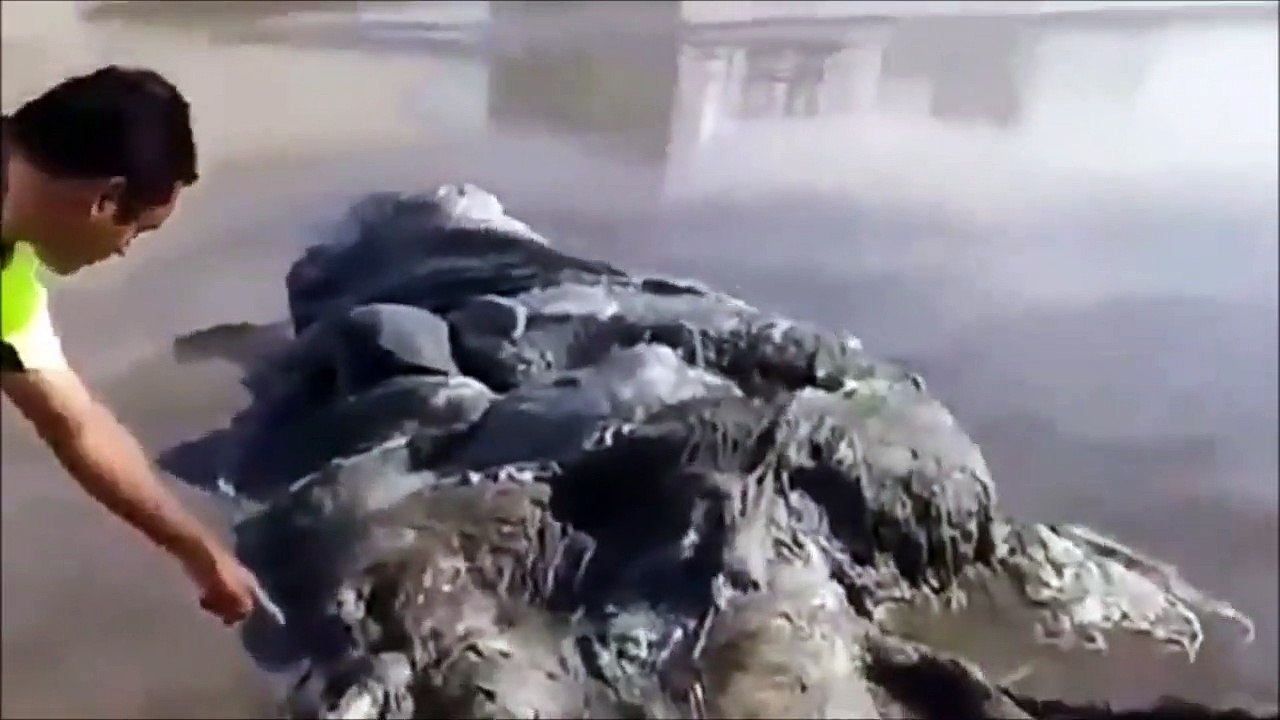 Une créature marine mystérieuse découverte au mexique, échouée sur une plage