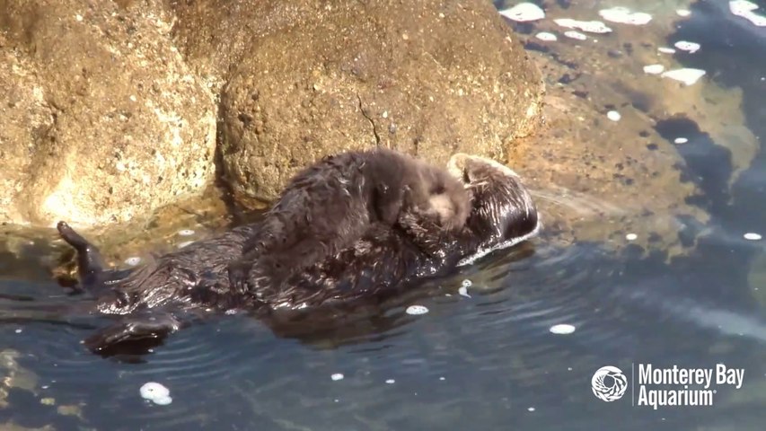 Une Maman Loutre Caline Son Bebe Couche Sur Son Ventre Moment Tendresse Video Dailymotion