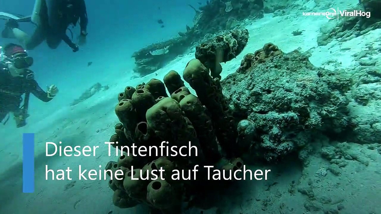Faszinierendes farbenspiel: tintenfisch wechselt tarnung