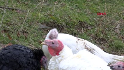 Ankara'da Yılbaşı Hindileri Satışa Çıkıyor