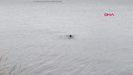 Samsun Kayıp Balıkçıyı Arama Çalışmaları Sürüyor