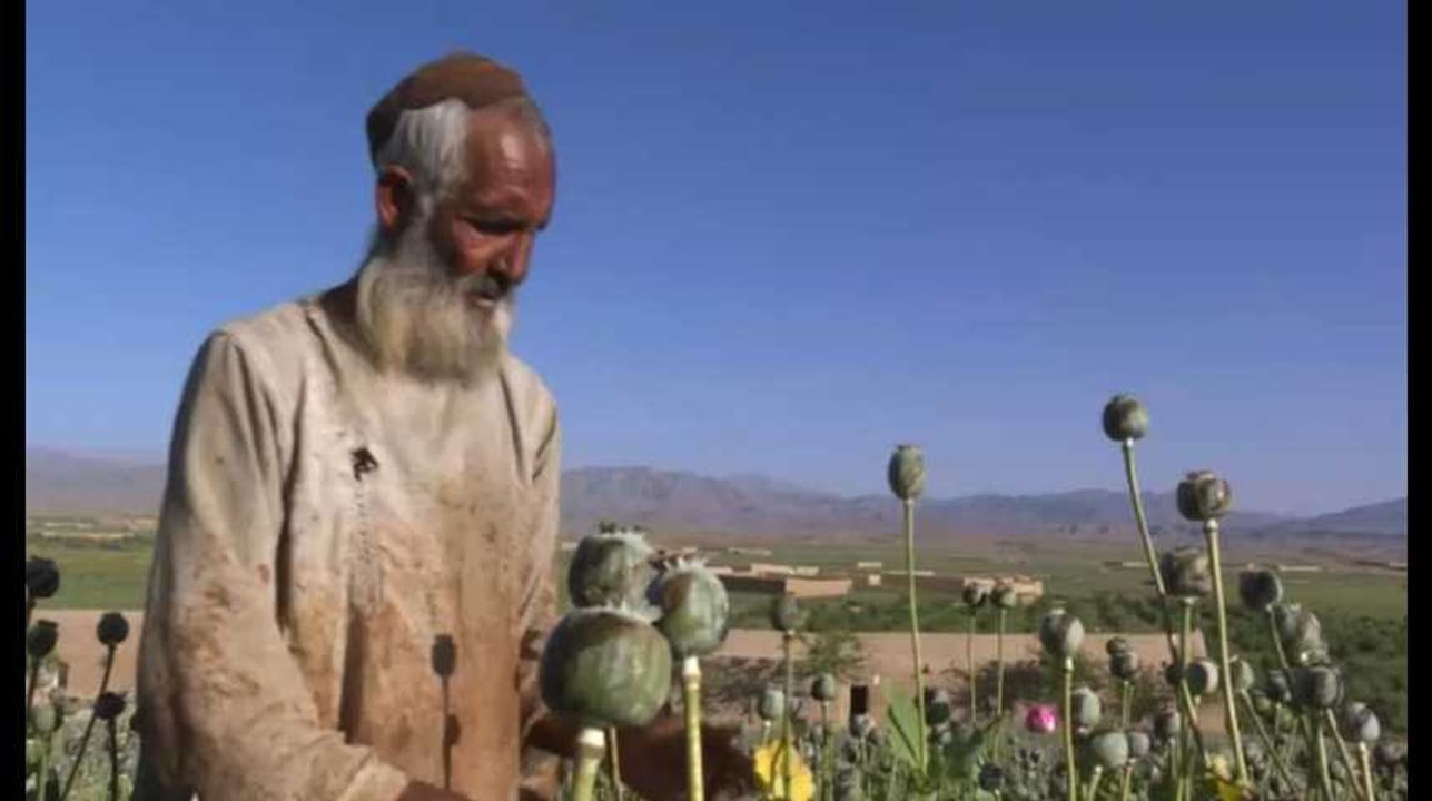 Opium : la récolte du pavot s'annonce excellente cette année en Afghanistan