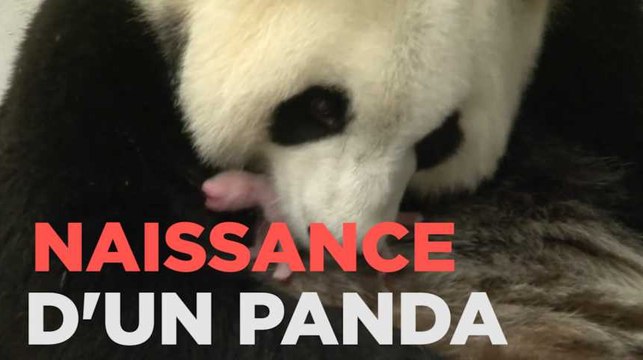 Un bébé panda naît en Belgique