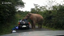 Terrified family watch as elephant raids the back of their car for food