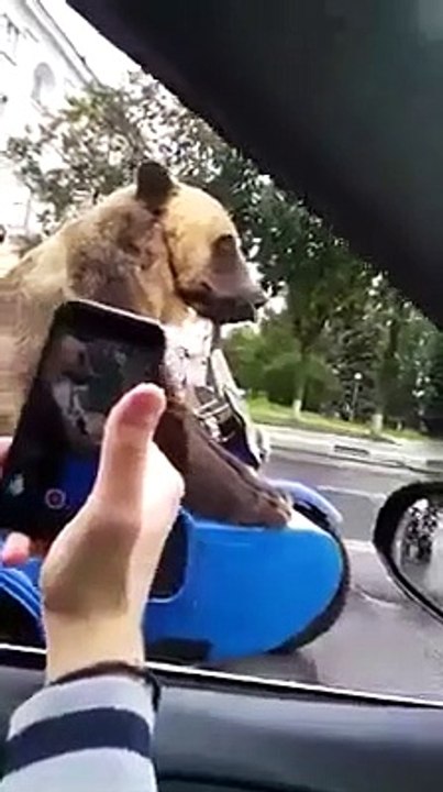 bear