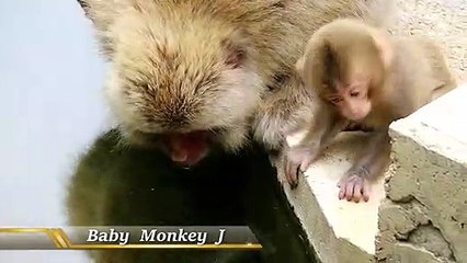 Baby monkey is wary of tourists and cannot chase after mom