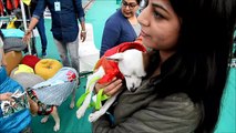 الكلاب نجمة مهرجان للحيوانات الأليفة في الهند