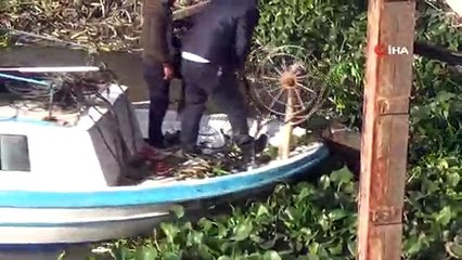 Su canavarları Asi Nehri’ni yeniden istila etti