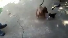 Une chatte protège son petit d'un chien