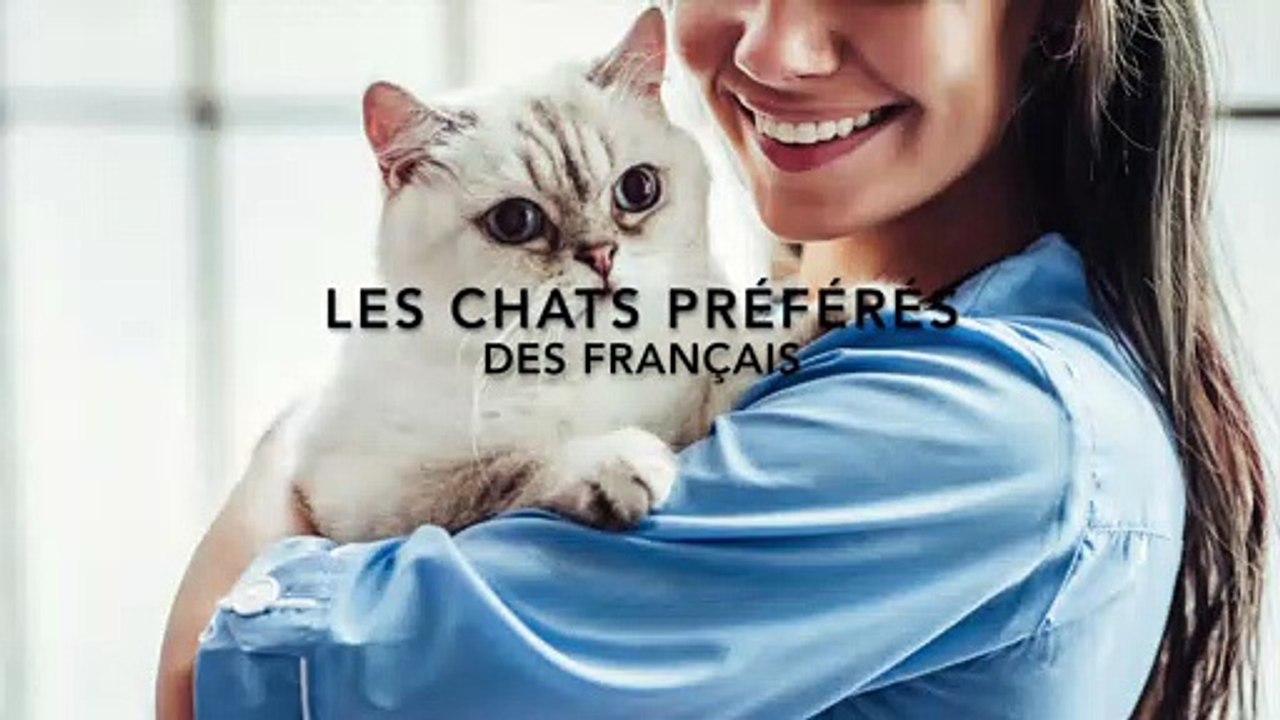Les 10 chats préférés des Français