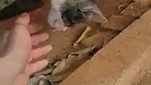 Ce chat est-il mort