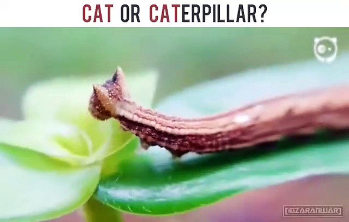 Chat ou Chenille #étrange