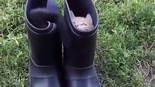 2 chatons qui jouent ensemble dans des bottes ! Trop MIGNON !