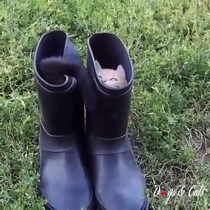 2 chatons qui jouent ensemble dans des bottes ! Trop MIGNON !