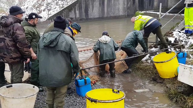Puttelange-aux-Lacs : avant la vidange, l’étang de Diefenbach est vidé de ses poissons