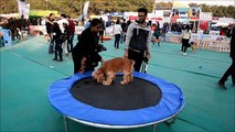 Un festival donde los perros son las estrellas