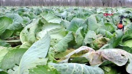 Bursa Lahanada Rekolte Üzdü, Fiyatlar Sevindirdi