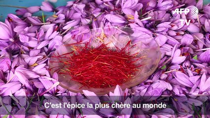 Maroc: les producteurs de safran inquiets des contrefaçons