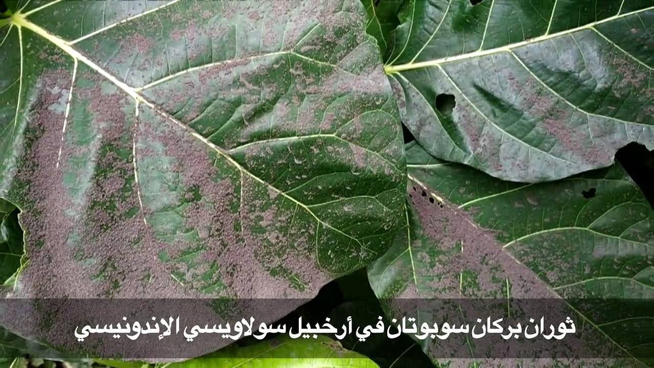 ثوران بركان سوبوتان في أرخبيل سولاويسي الإندونيسي