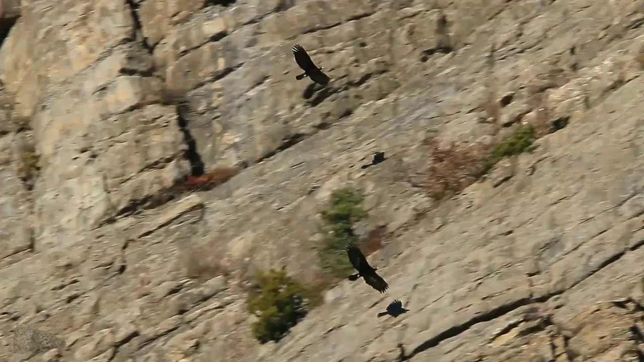 Tandem d'aigles...