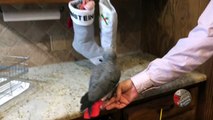 Eager parrot wants toy from his Christmas stocking