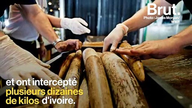 24 bonnes nouvelles pour la planète