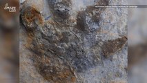 'Treasure Trove' of 85 Dinosaur Footprints Discovered in England