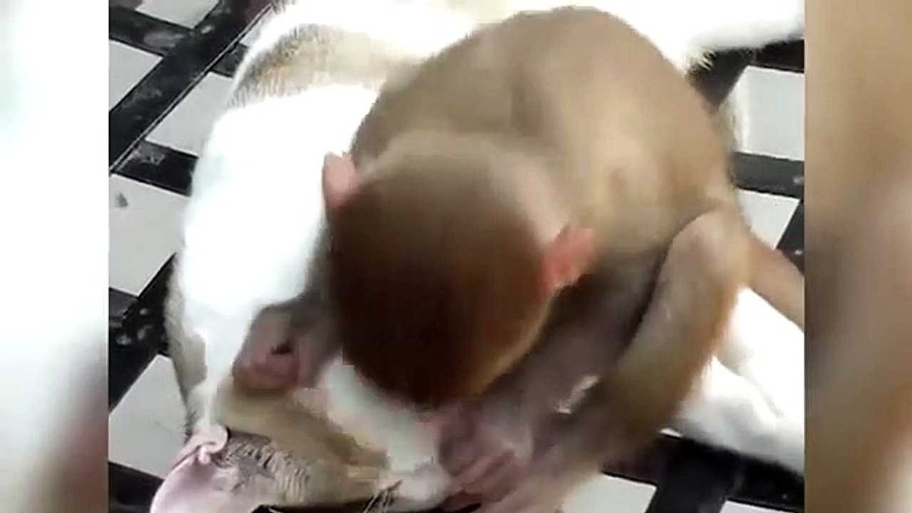 Cat_and_Monkey_Playing_|_Very_Unlikely_Friends