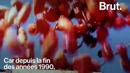 Ce qui se cache derrière la plupart des concentrés de tomates que vous mangez