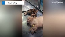 Kitten comforts puppy during trip to vet