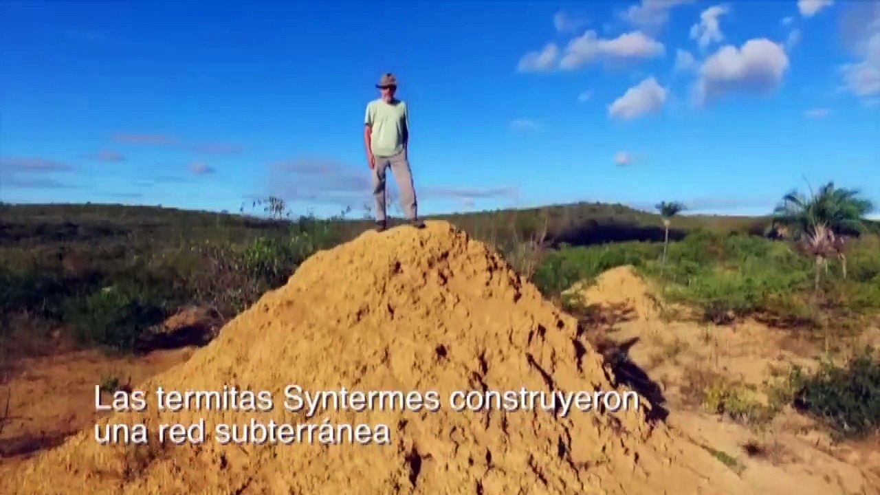 Carlos Erik Malpita Flores presenta la ciudad subterránea creada por las termitas