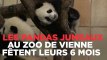Les pandas jumeaux du zoo de Vienne fêtent leurs six mois