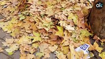 La caída de la hojas de los árboles desborda a Carmena: Madrid se convierte en una pista de patinaje