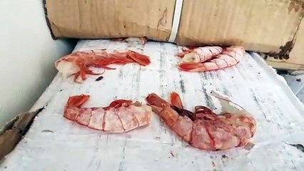 Receita Federal apreende carga de camarão na Região Sudoeste