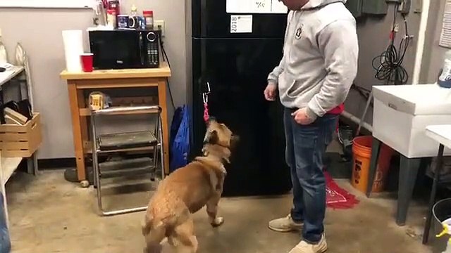 Ce chien est dressé pour aider les handicapés... magnifique