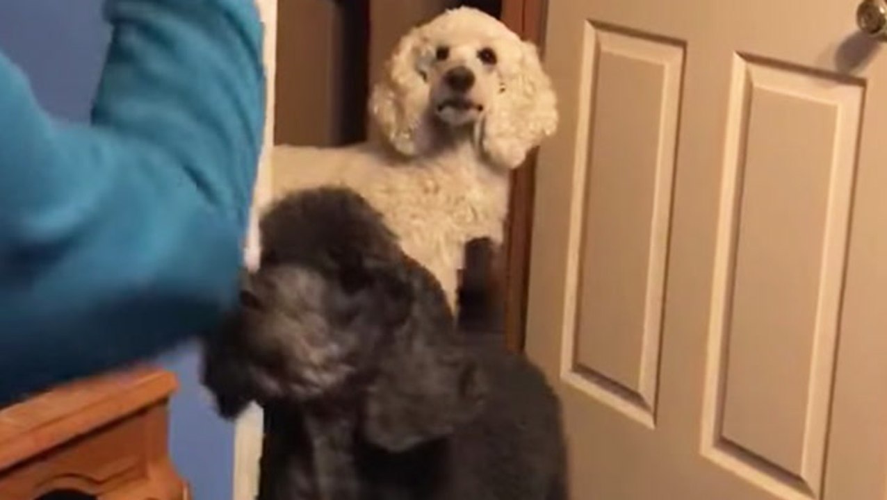 Best Dog Pals