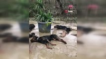 Kemerburgaz'da Sel Basan Barınakta 8 Köpek Telef Oldu