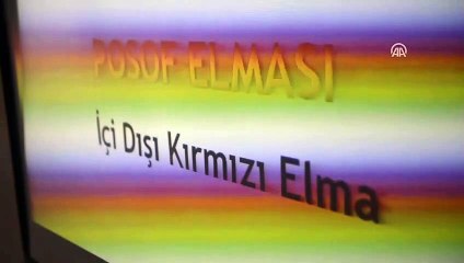 Posof'un 'içi dışı kırmızı' elması tescillendi - ARDAHAN