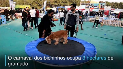 Fofura para todos os lados