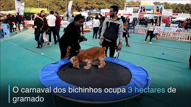 Fofura para todos os lados