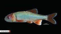 Scientists Find Mexican Endemic Fish That Crossed The Border Into US