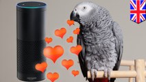 Parrot uses Alexa to shop on Amazon while owner is away